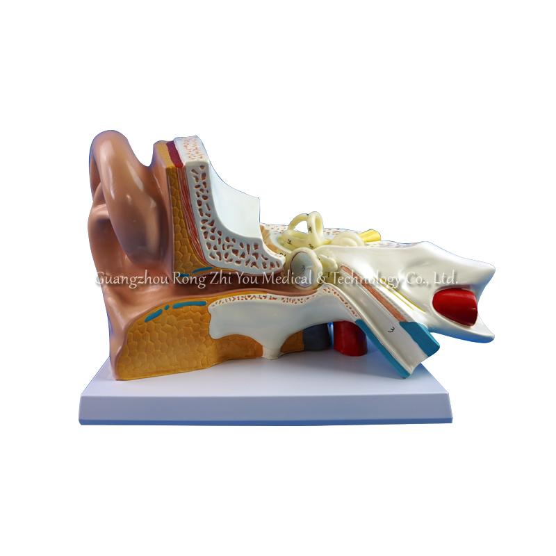 3d human ear model 3d human ear model