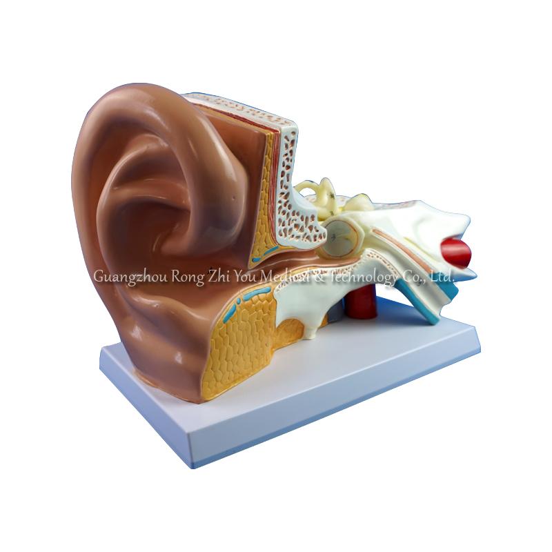3d human ear model 3d human ear model