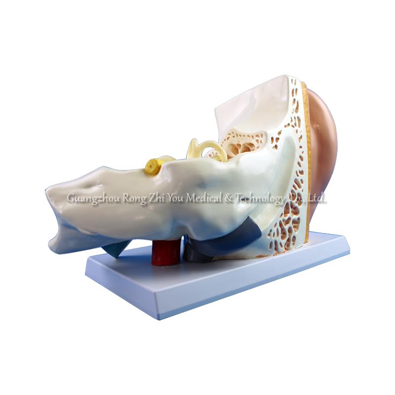 3d human ear model 3d human ear model