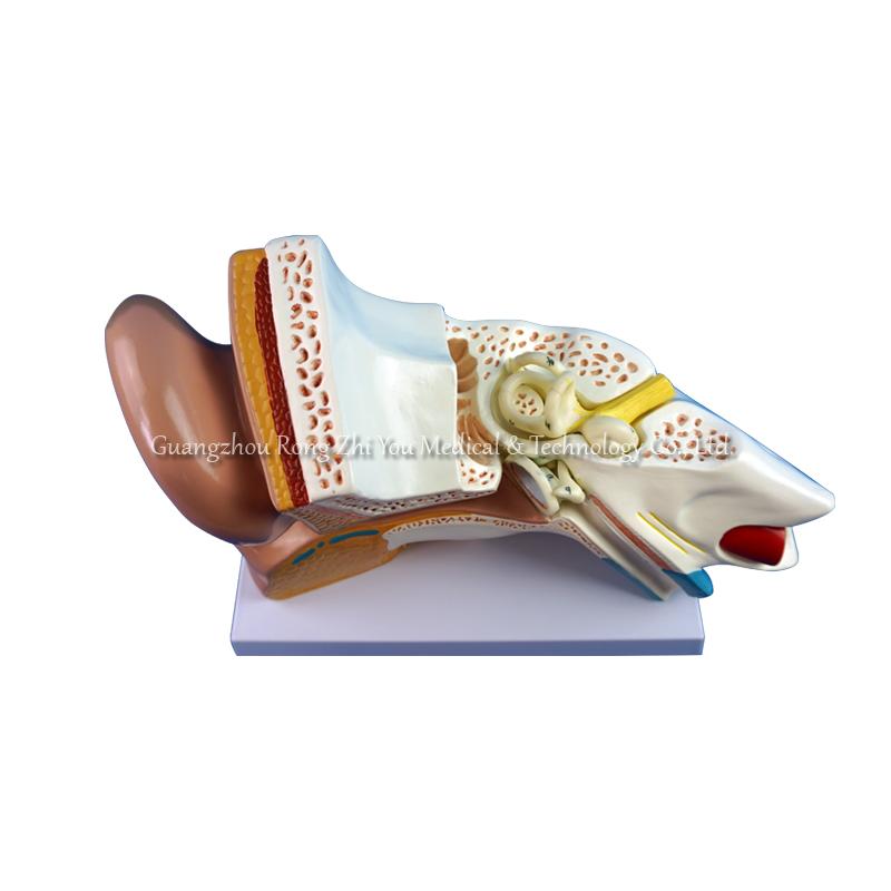 3d human ear model 3d human ear model