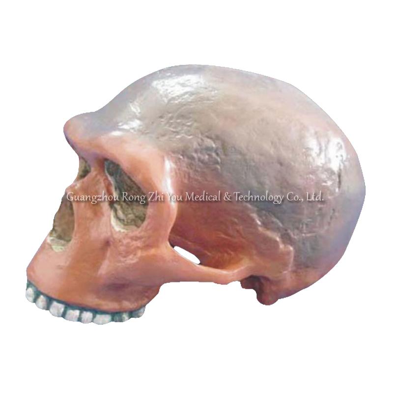 Medical Anatomical Skull Model Medical Anatomical Skull Model