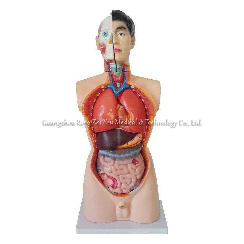 85CM Male Torso 19 Parts