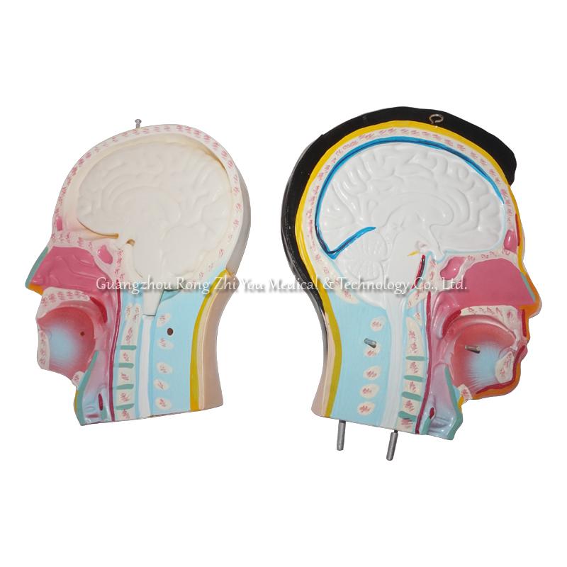 85CM Male Torso 19 Parts