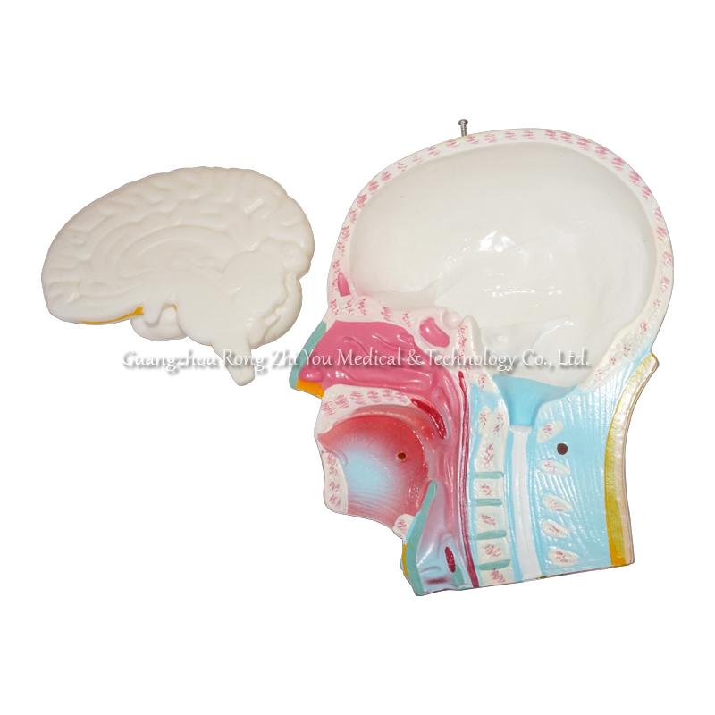 85CM Male Torso 19 Parts