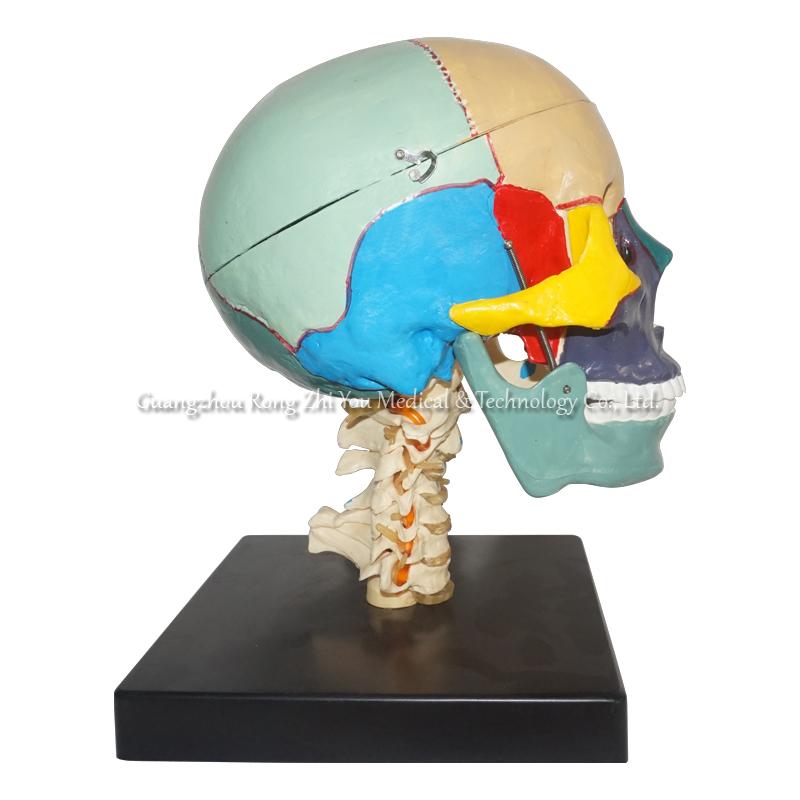 Human Skull Model