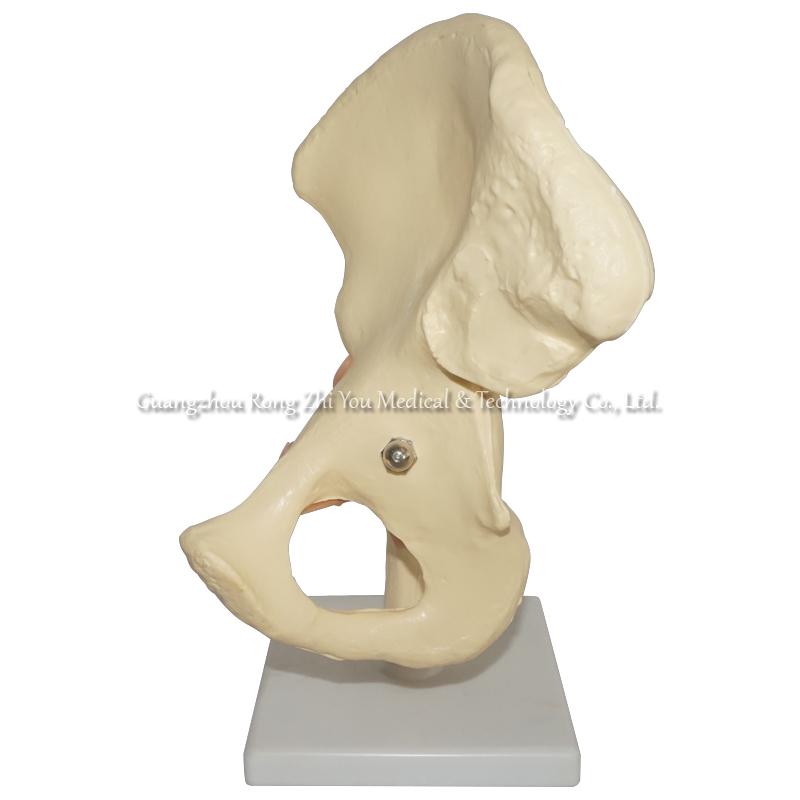 Human Hip Model