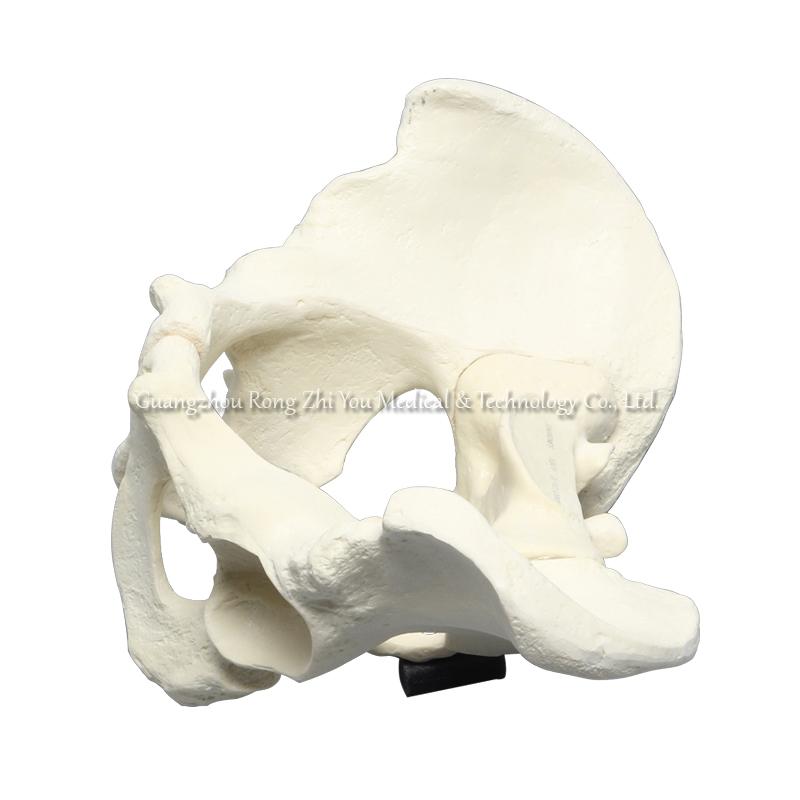 Human Pelvis Bone Model