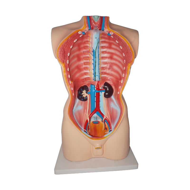 85CM Male Torso 19 Parts