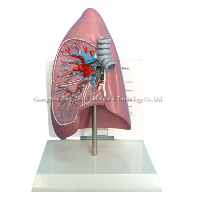 Lung anatomy model
