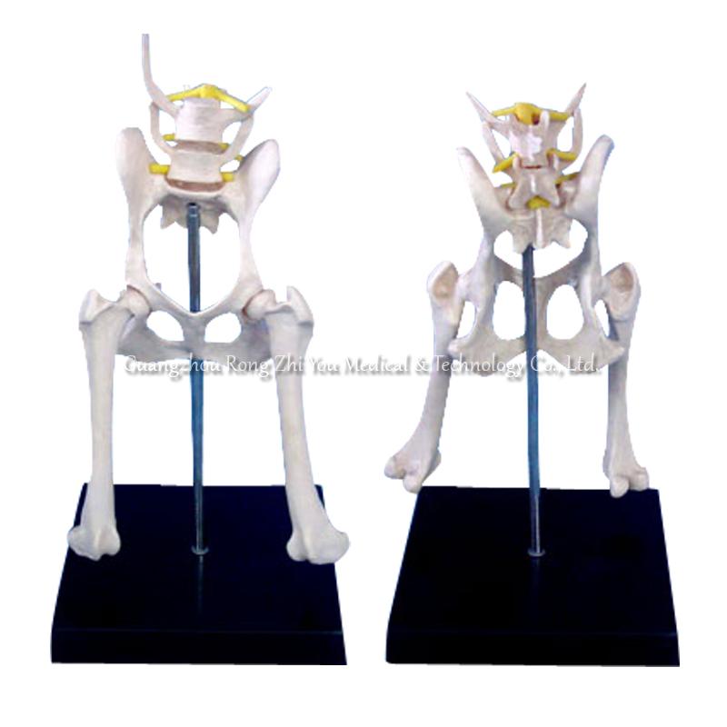 Dog Lumbar Vertebra