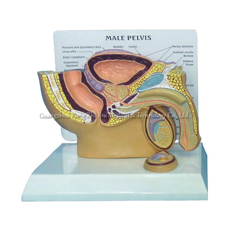 male prostate organ model