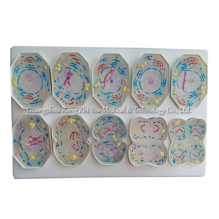 Meiosis Model 