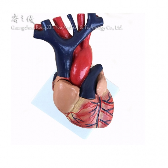 corazón de enseñanza humana
