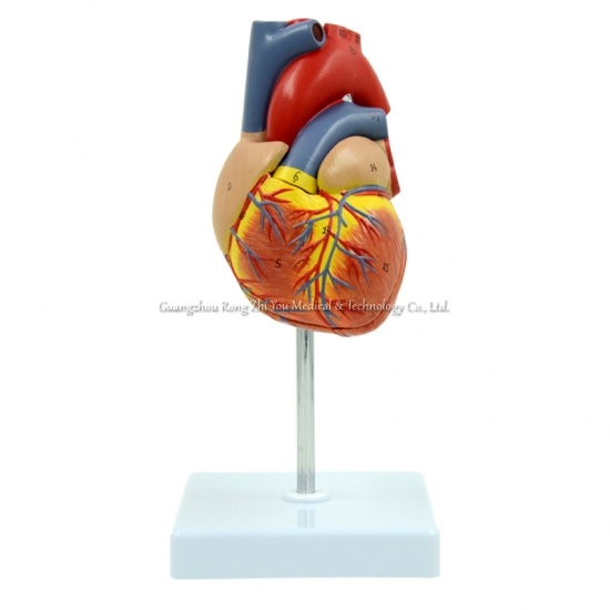 modelo anatómico del corazón humano