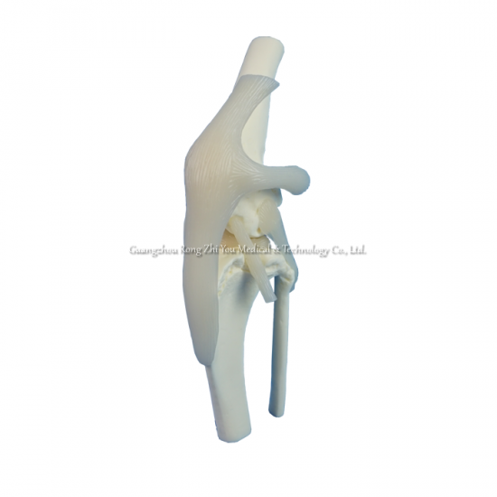 modelo de articulación de rodilla canina
