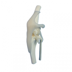 modelo de articulación de rodilla canina