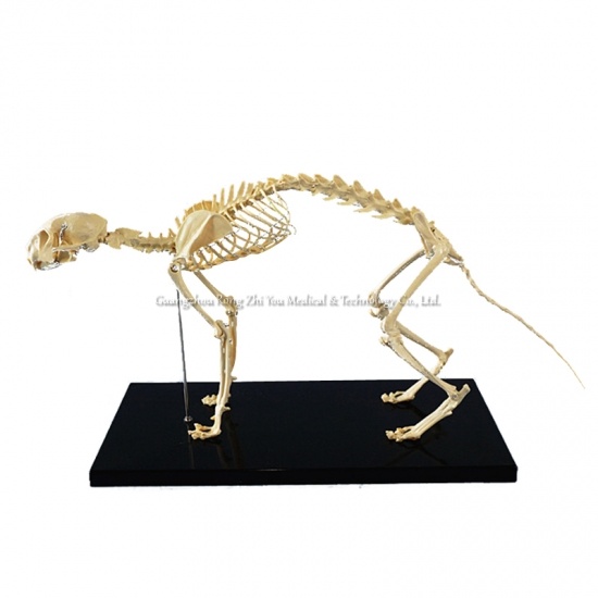 esqueleto de gato de tamaño natural