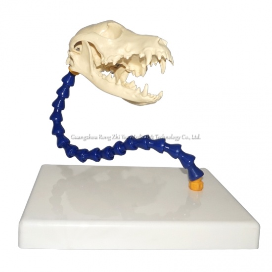 modelo de cráneo de perro