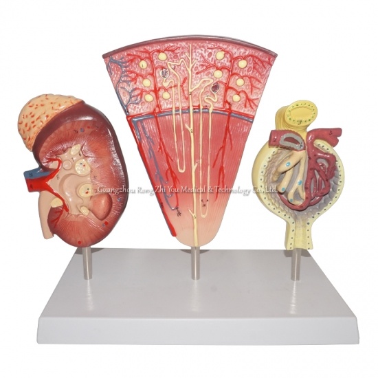 modelo renal