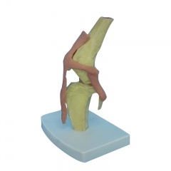 modelo de articulación de rodilla de perro