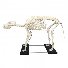 modelo de esqueleto de perro