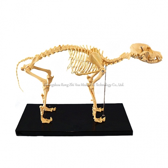 modelo de esqueleto de perro