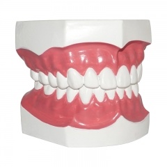 dientes de cuidado dental