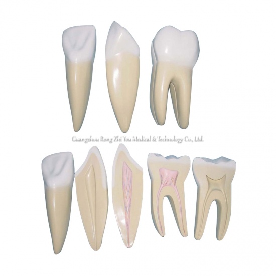 dientes de cuidado dental