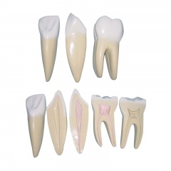 dientes de cuidado dental