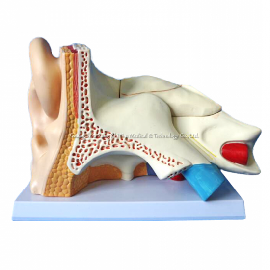 modelo de oreja gigante