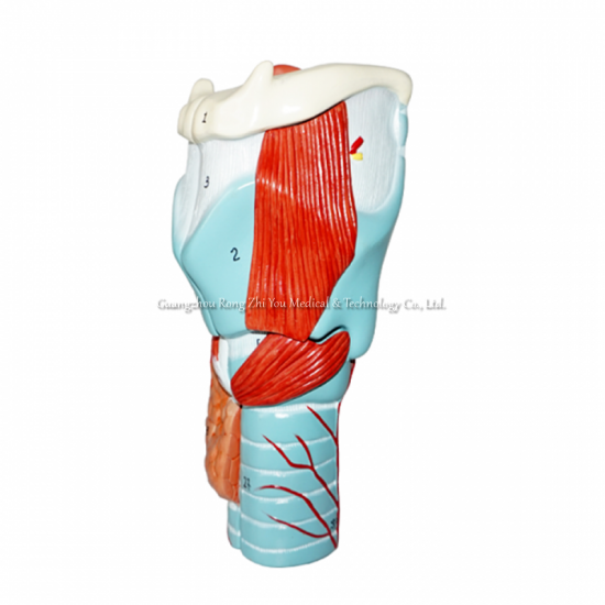 modelo de laringe médica