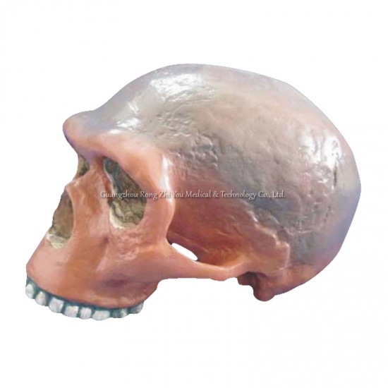 modelo anatómico médico del cráneo