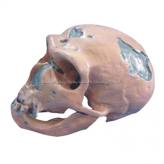 modelo de cráneo anatómico