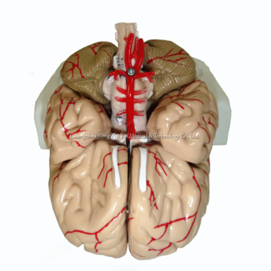 Modelo de cerebro 3d
