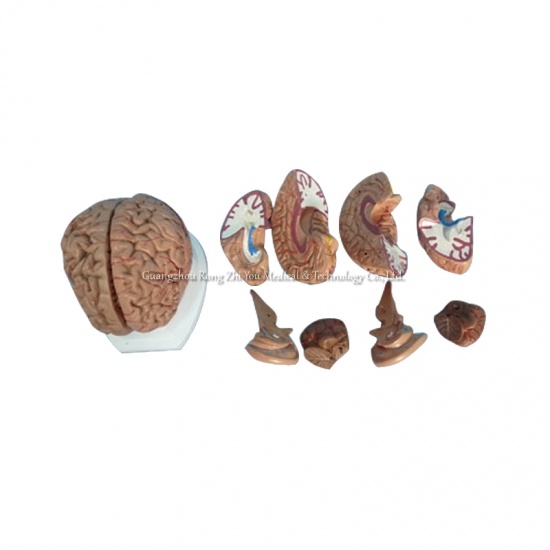 modelo de cerebro humano
