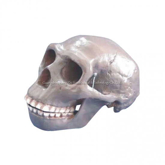 modelo de cráneo anatómico