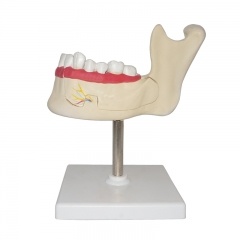 modelo de dientes y mandíbula