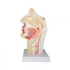 modelo anatómico de la cavidad nasal humana