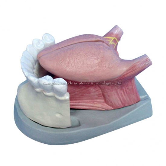 modelo de lengua y dientes