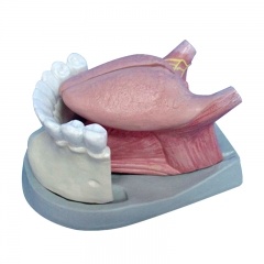 modelo de lengua y dientes