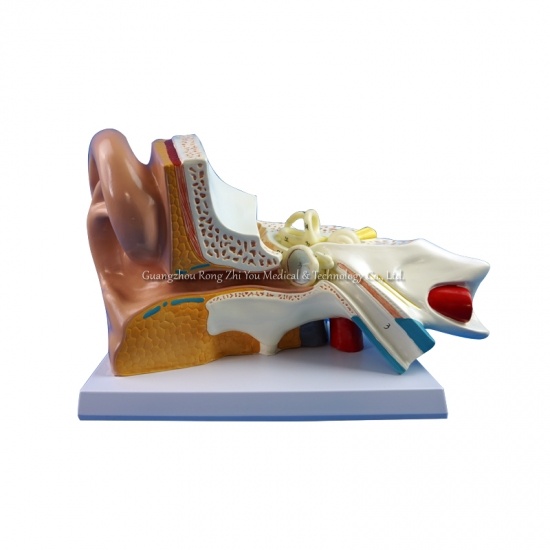 Modelo de oído humano 3D