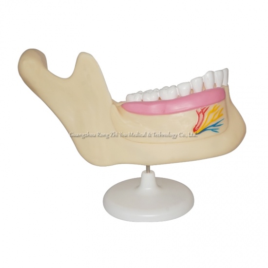 modelo de dientes dentales