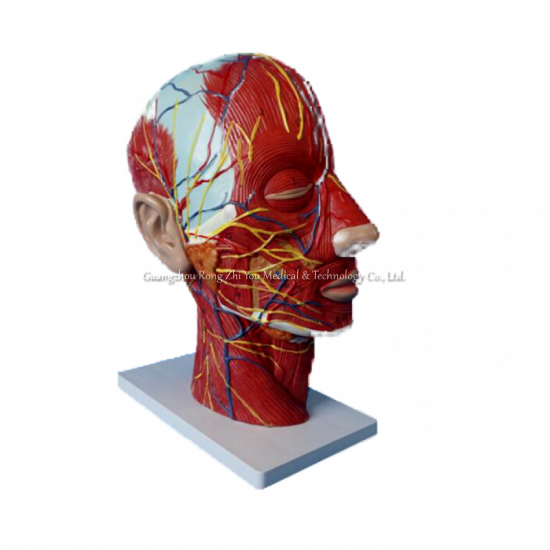 modelo de anatomía del cerebro