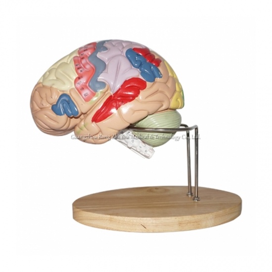 baño de anatomía