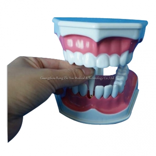 modelo de enseñanza del cepillo de dientes