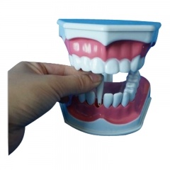 modelo de enseñanza del cepillo de dientes