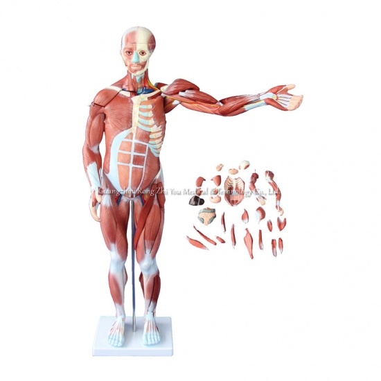 modelo de los músculos del cuerpo humano