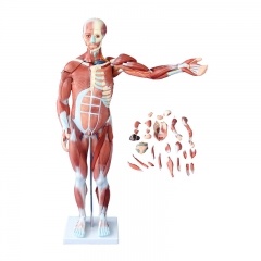 modelo de los músculos del cuerpo humano