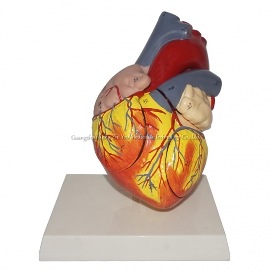 modelo de corazón medio