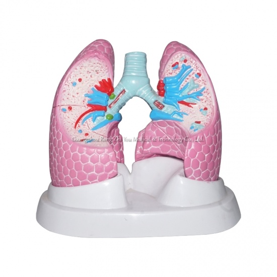 estructura pulmonar modelo anatómico